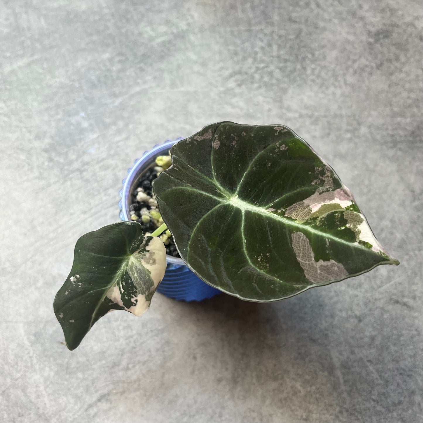 Alocasia Black Velvet Pink Variegata