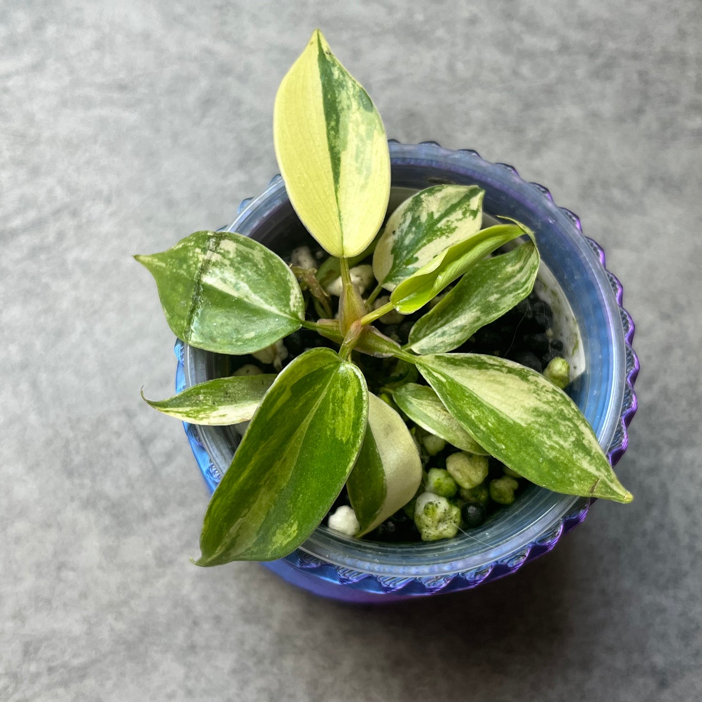 Philodendron Florida Beauty