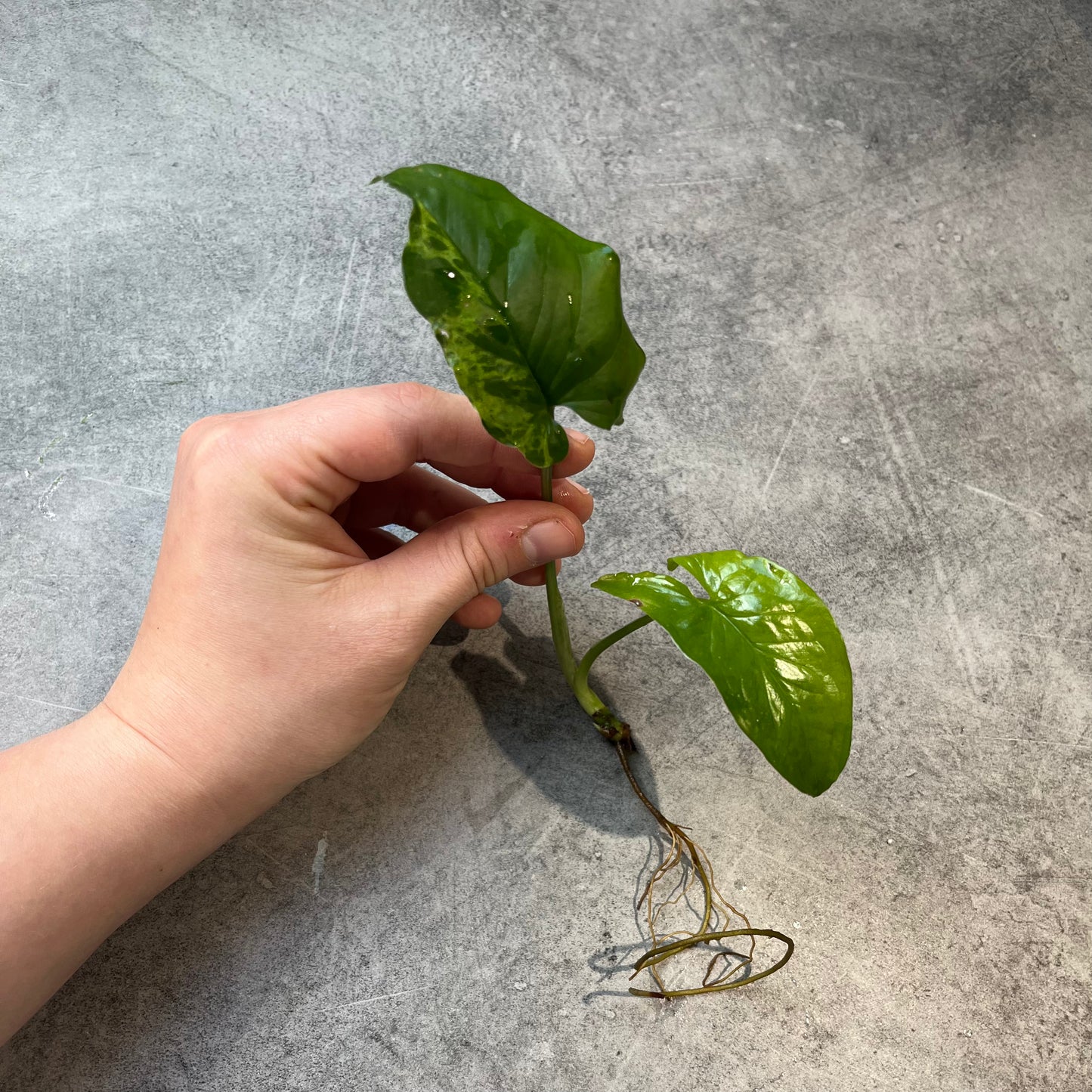 Syngonium Mojito Mottled