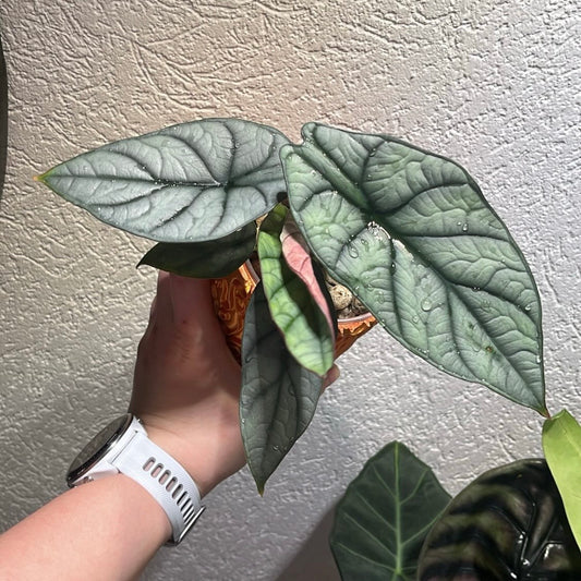 Alocasia Platinum Red Grey