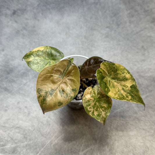 Alocasia Wentii Aurea