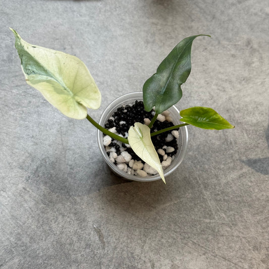 Alocaaia Simpo Albo Variegata