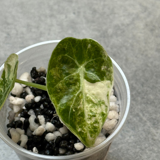 Alocasia Watsoniana Doff Pink Variegata