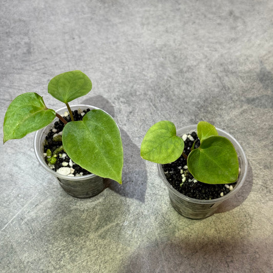 Anthurium Papi × Besseae