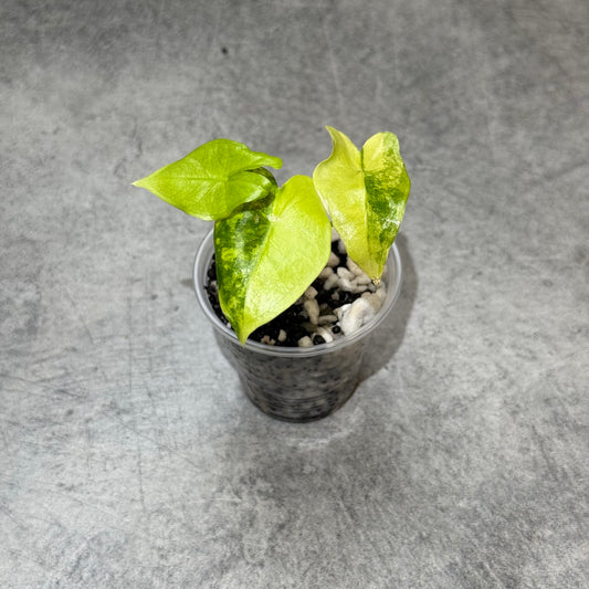 Alocasia Zebrina Aurea Variegata