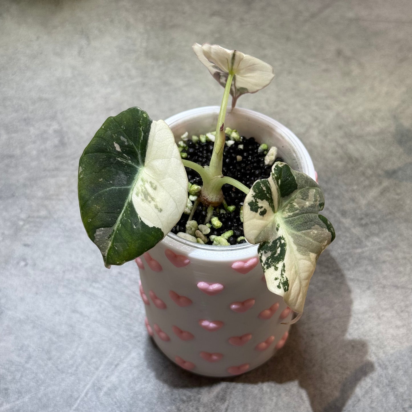 Alocasia Black Velvet Pink Variegata