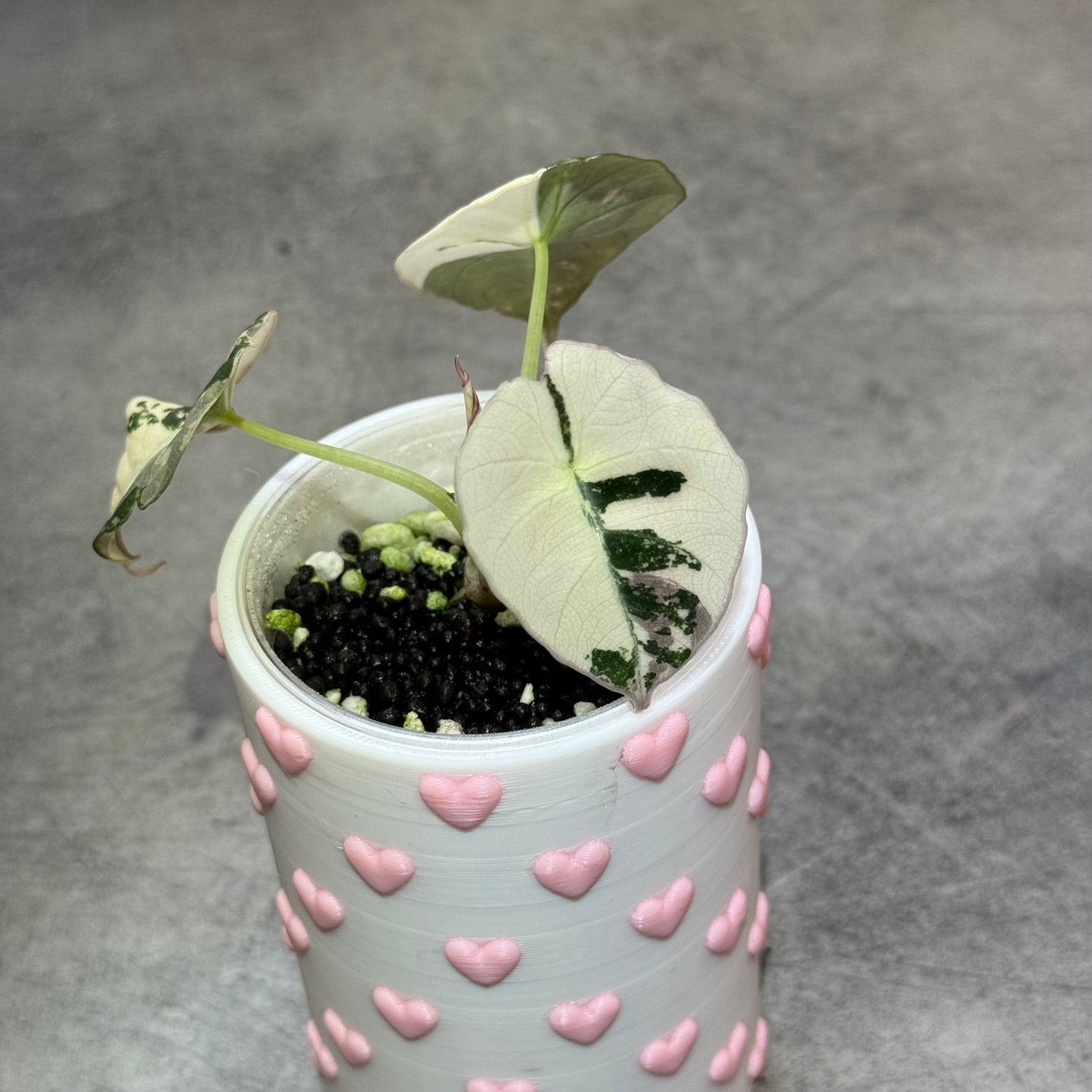 Alocasia Black Velvet Pink Variegata