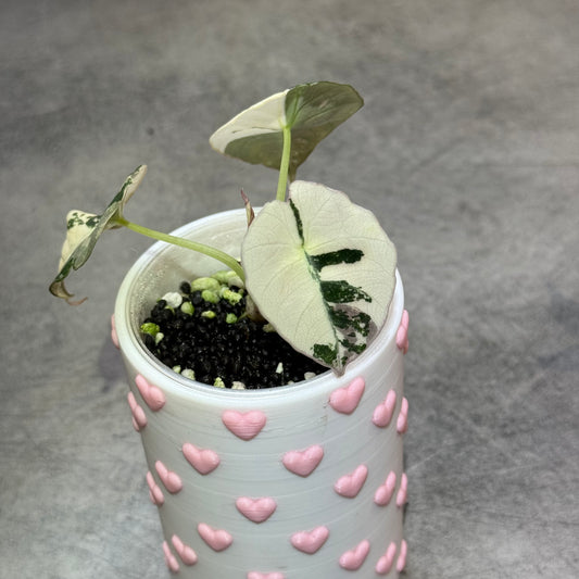 Alocasia Black Velvet Pink Variegata
