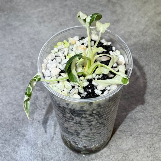 Alocasia Odora Okinawa Silver