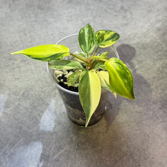 Philodendron Florida Beauty