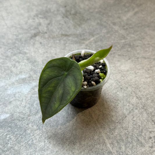 Alocasia Platinum Red Grey