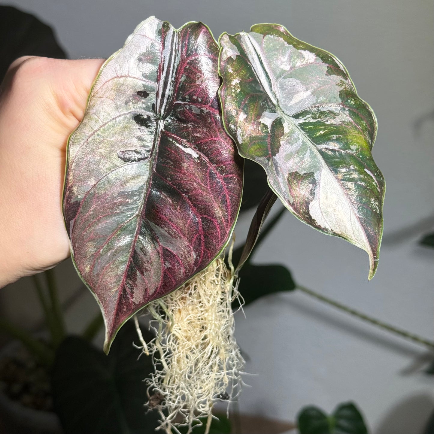 Alocasia Azlanii Albo/Pink Variegata Rhizom