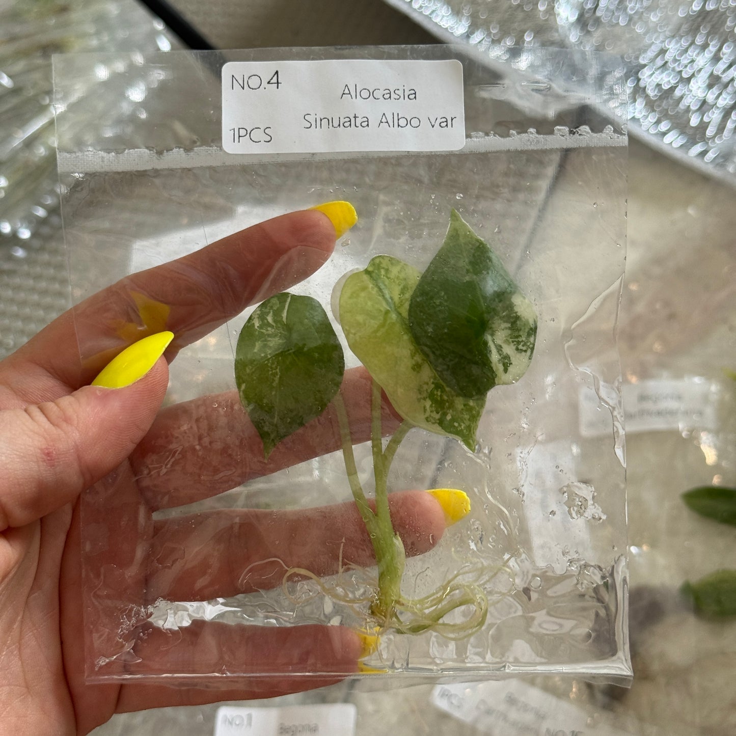 TC Alocasia Sinuata Albo Var