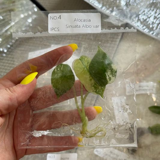TC Alocasia Sinuata Albo Var