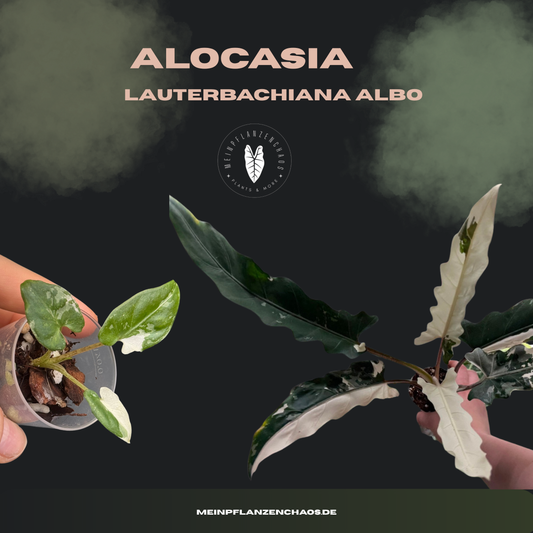 Alocasia Lauterbachiana Albo