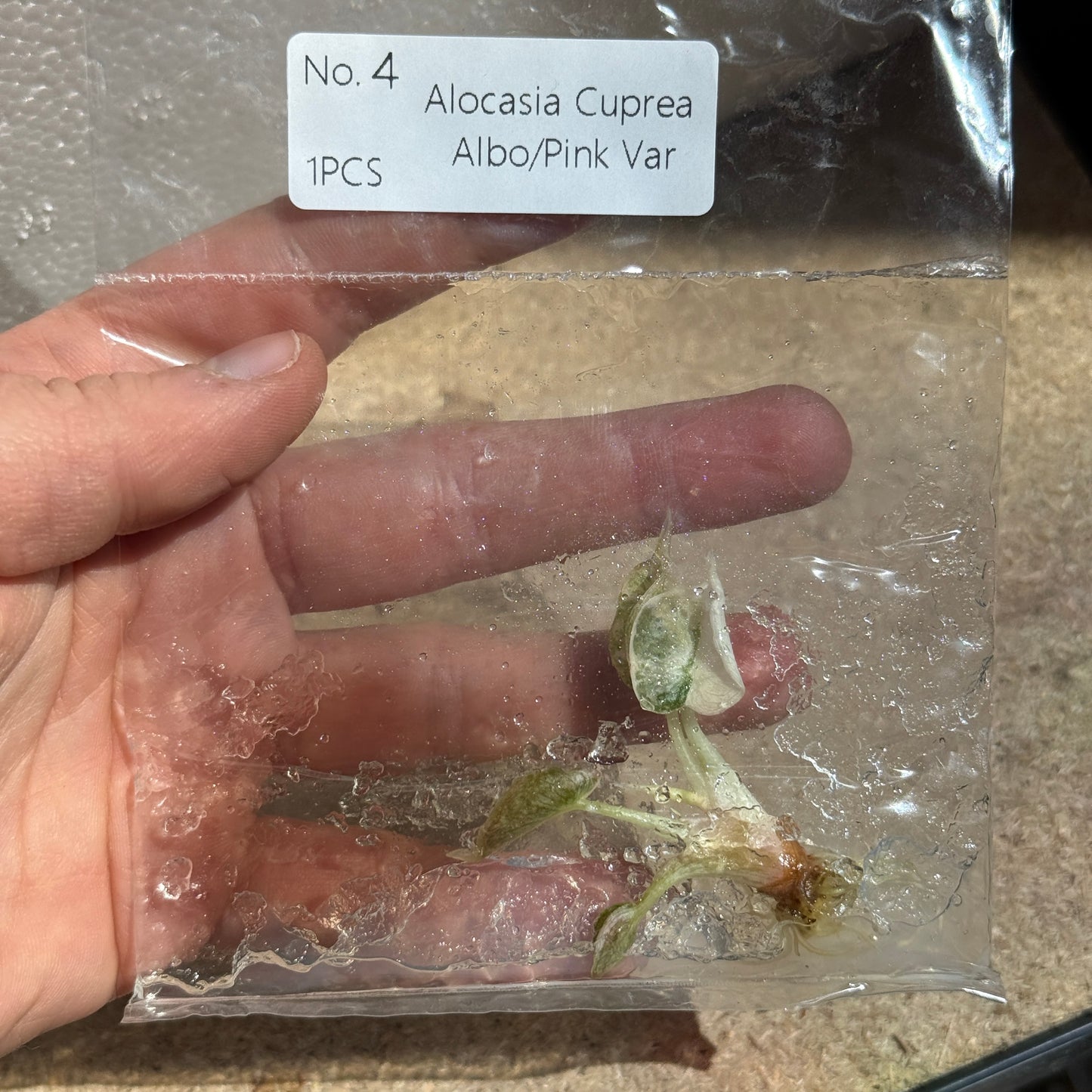 TC Alocasia Cuprea Pink