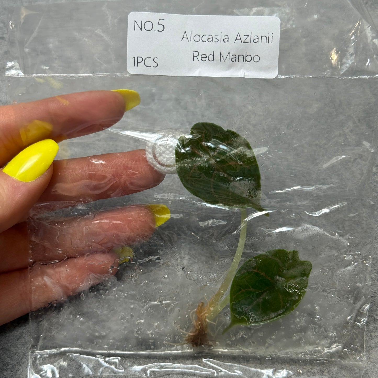 TC Alocasia Azlanii Einzeln und 10er Pack