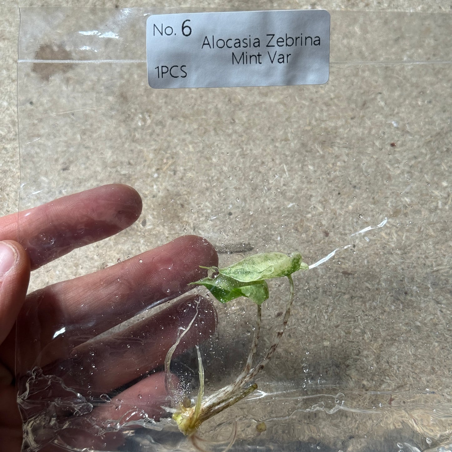 TC Alocasia Zebrina Mint