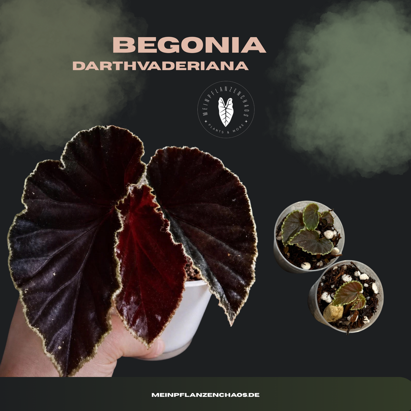 Begonia Darthvaderiana