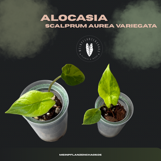 Alocasia Scalprum Aurea