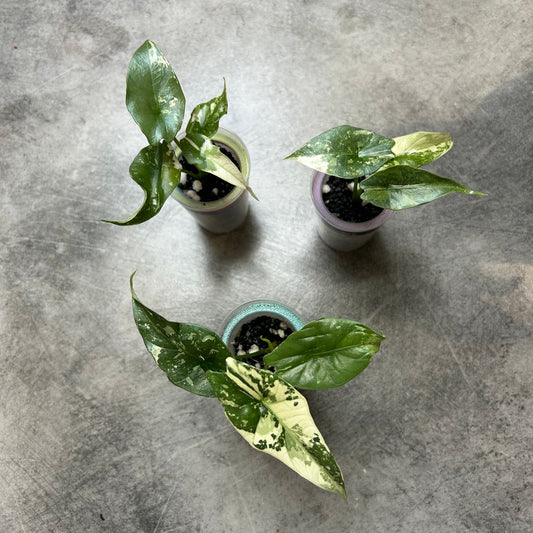 Alocasia Simpo Albo
