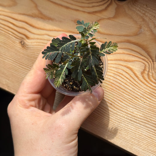Phyllanthus Urinaria Pink Var