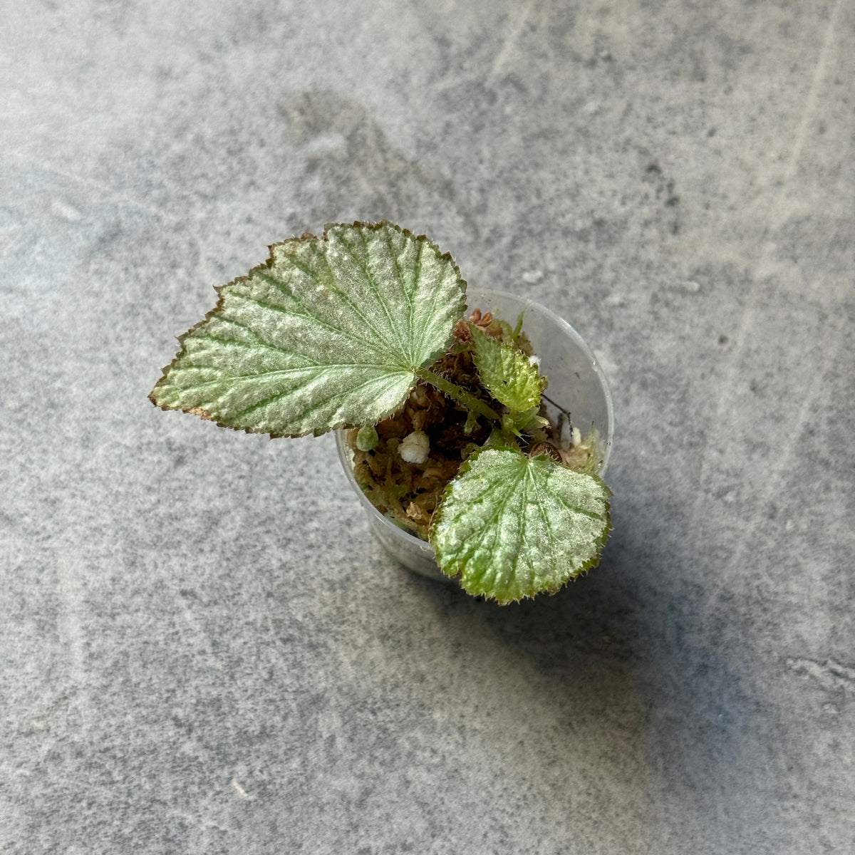 Begonia Two Face