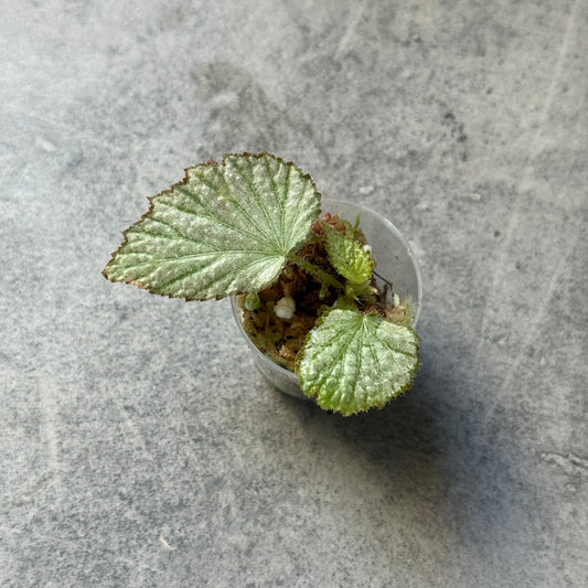 Begonia Two Face