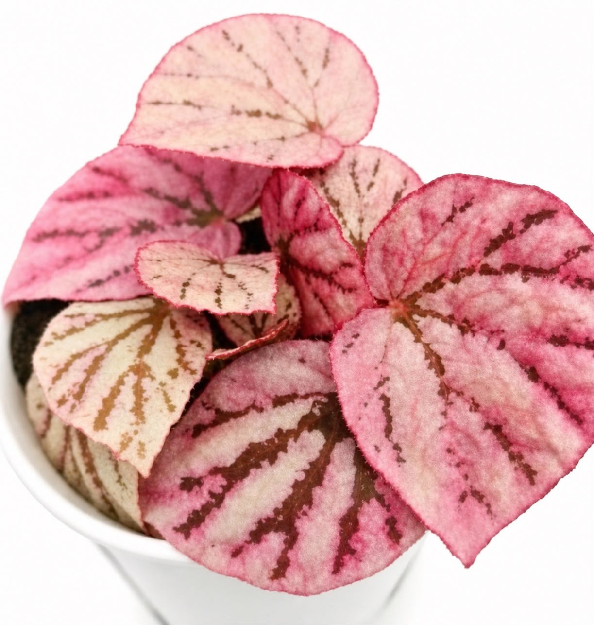 TC Begonia Honey Peach