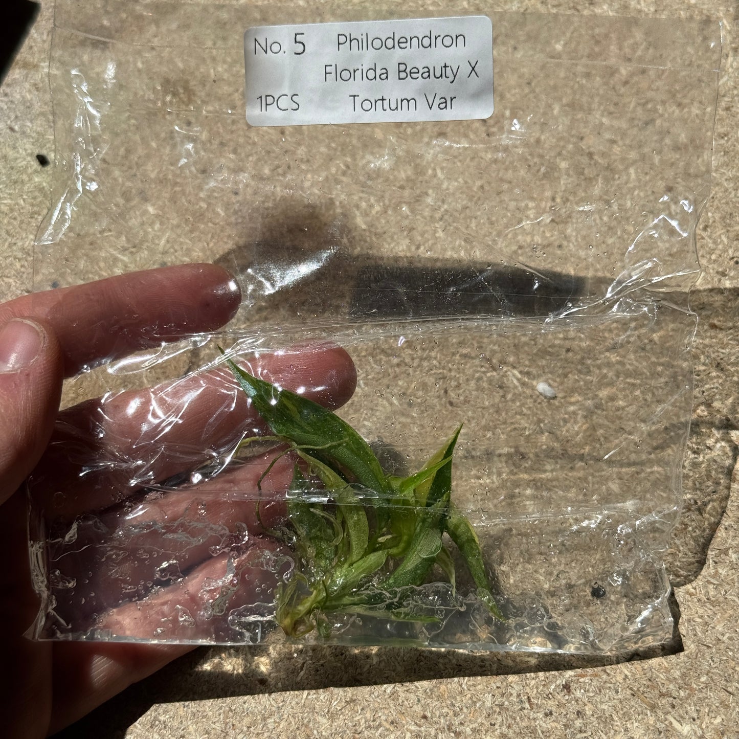 TC Philodendron Florida Beauty X Tortum Var