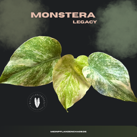 Monstera Legacy