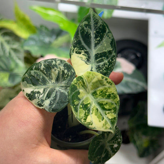 TC Alocasia Ninja True Albo