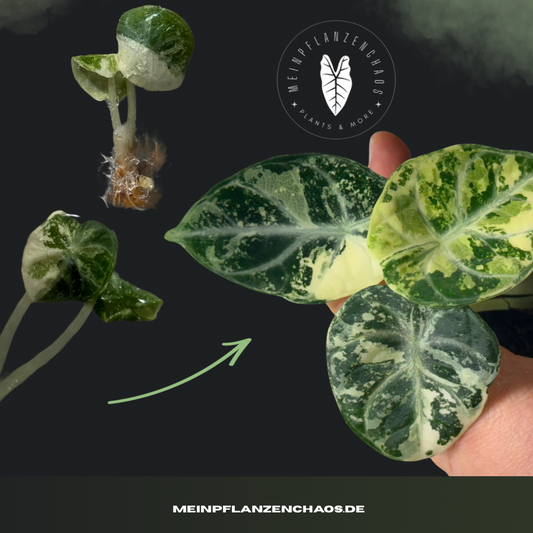 TC Alocasia Ninja True Albo
