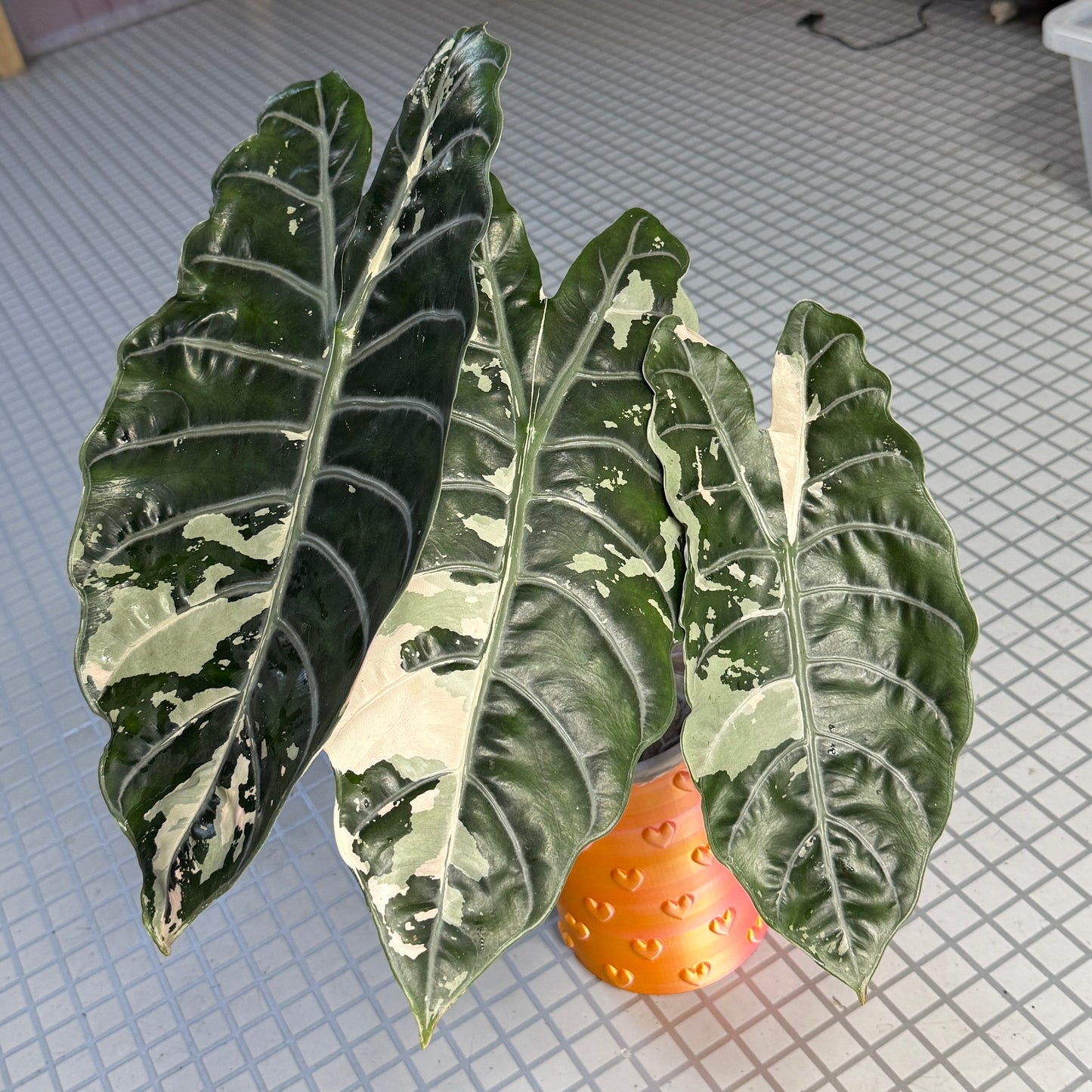 Alocasia Chantrieri Pink