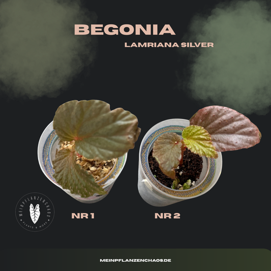 Begonia Lamriana Silver