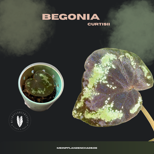 Begonia Curtisii