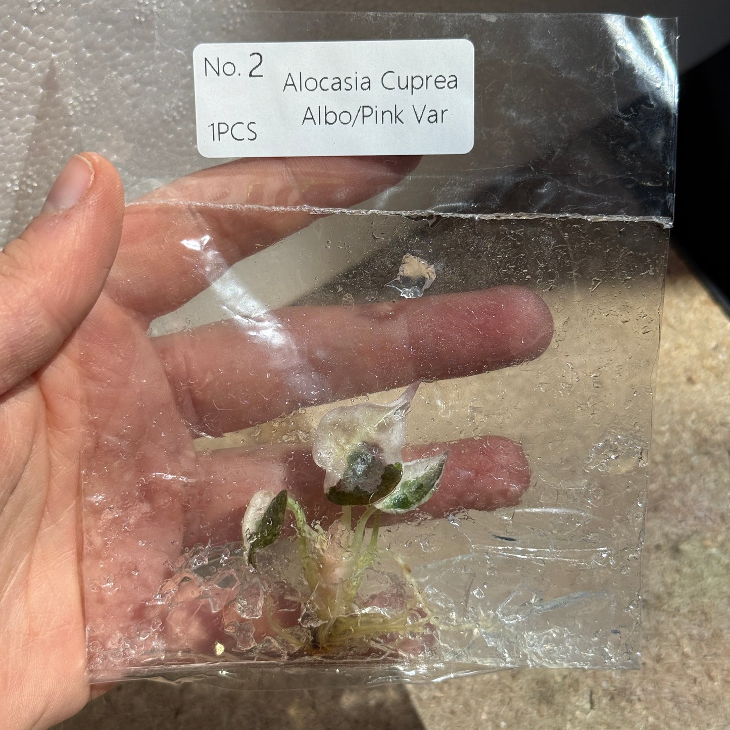 TC Alocasia Cuprea Pink