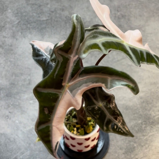 Alocasia Nobilis Pink Variegata Rhizom