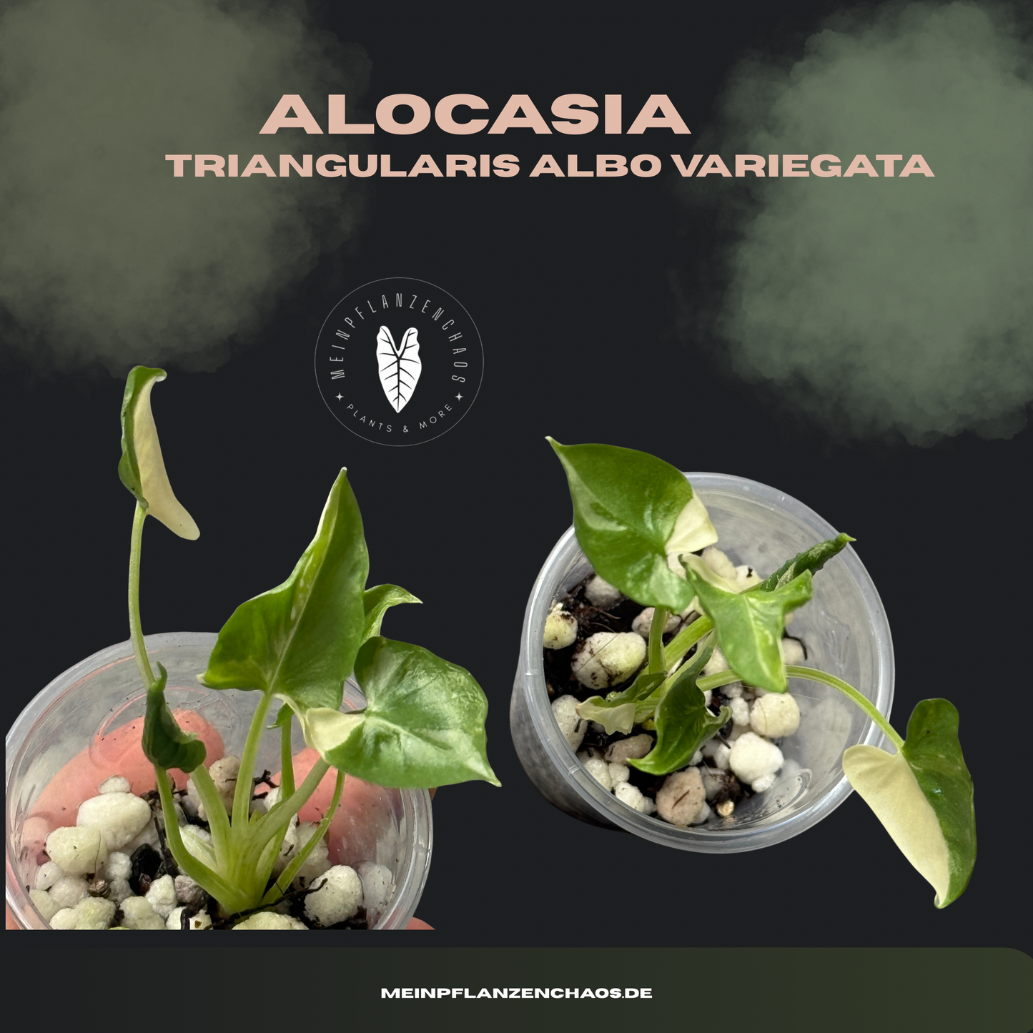 Alocasia Triangularis Albo Variegata