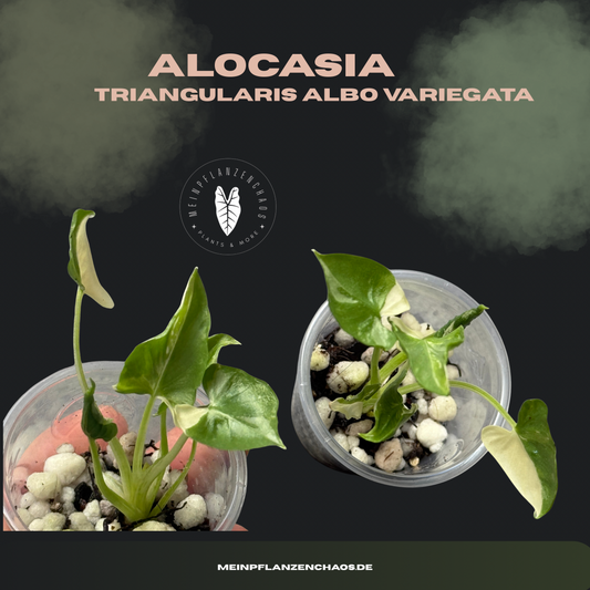 Alocasia Triangularis Albo Variegata