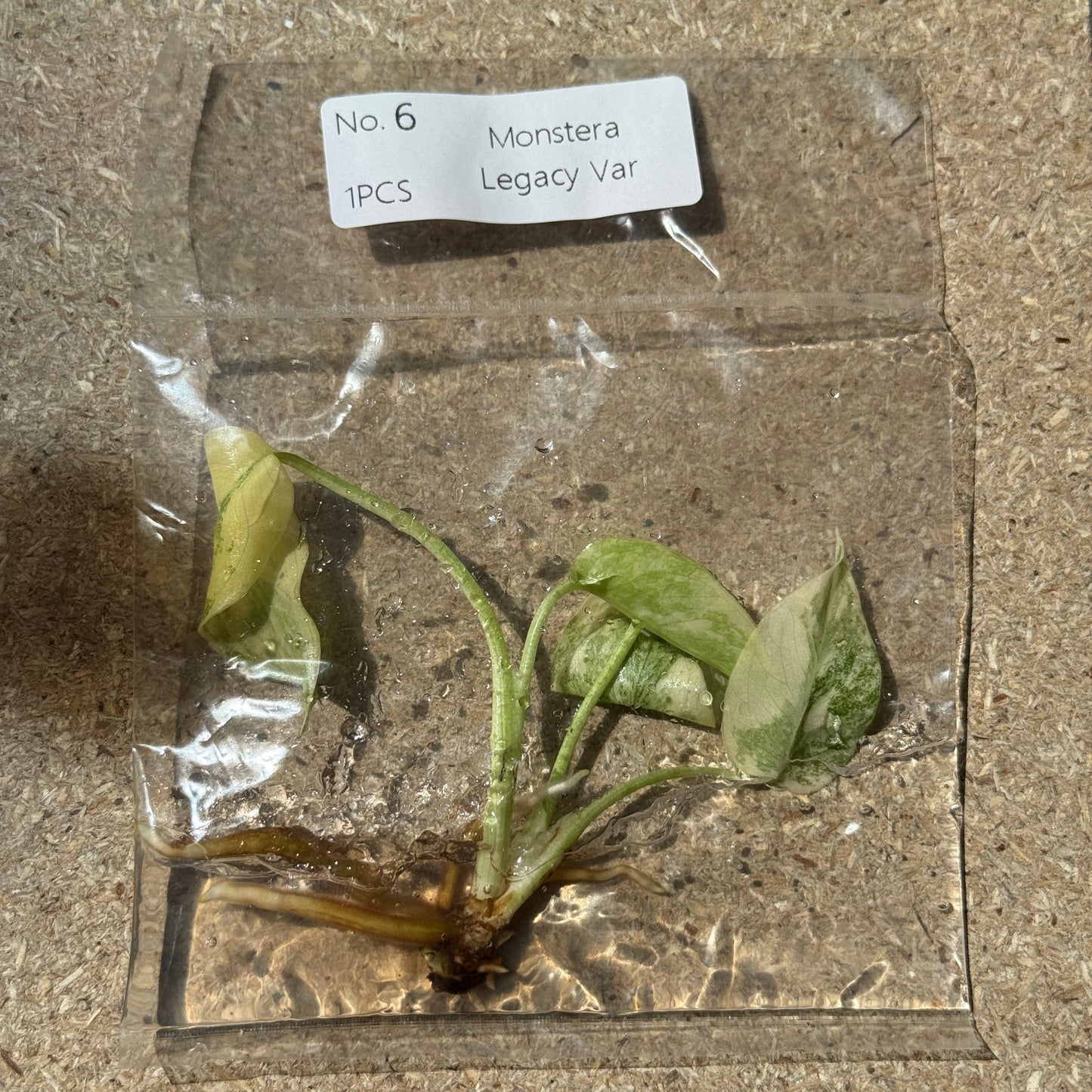TC Monstera Legacy