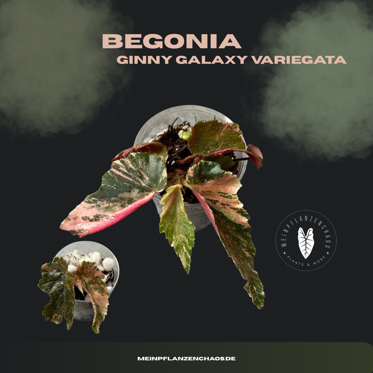 Begonia Ginny Galaxy Variegata