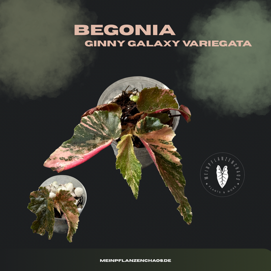 Begonia Ginny Galaxy Variegata