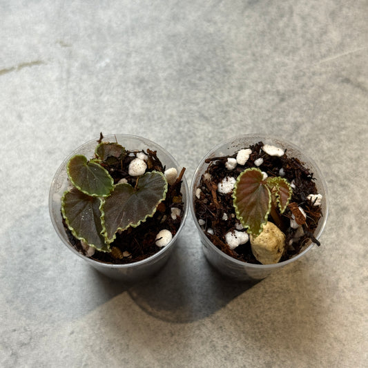 Begonia Darthvaderiana