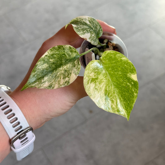 Monstera Legacy