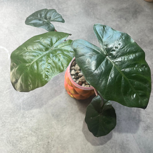 Alocasia Yucatan Princess