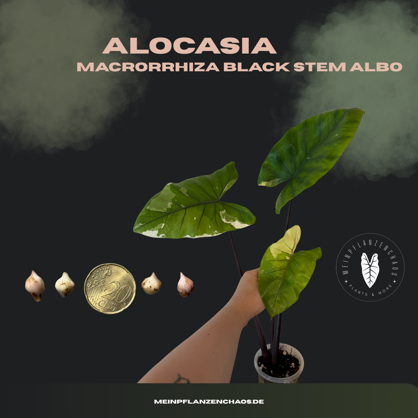 Alocasia Macrorrhiza Black Stem Albo