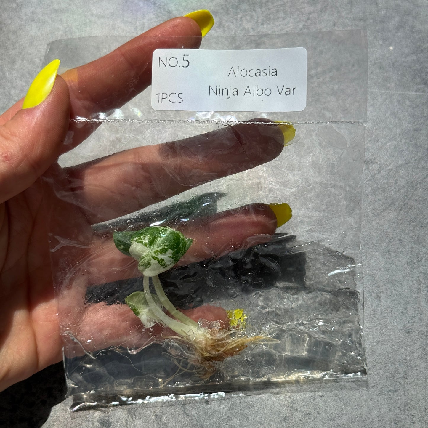 TC Alocasia Ninja True Albo
