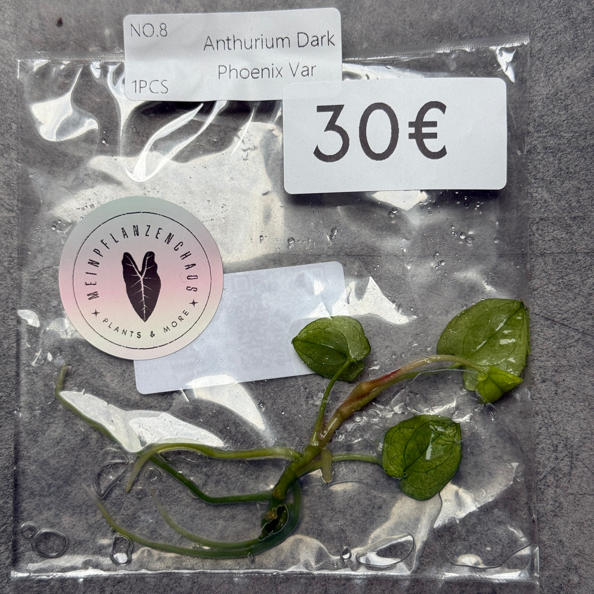 TC Anthurium Dark Phoenix Mint