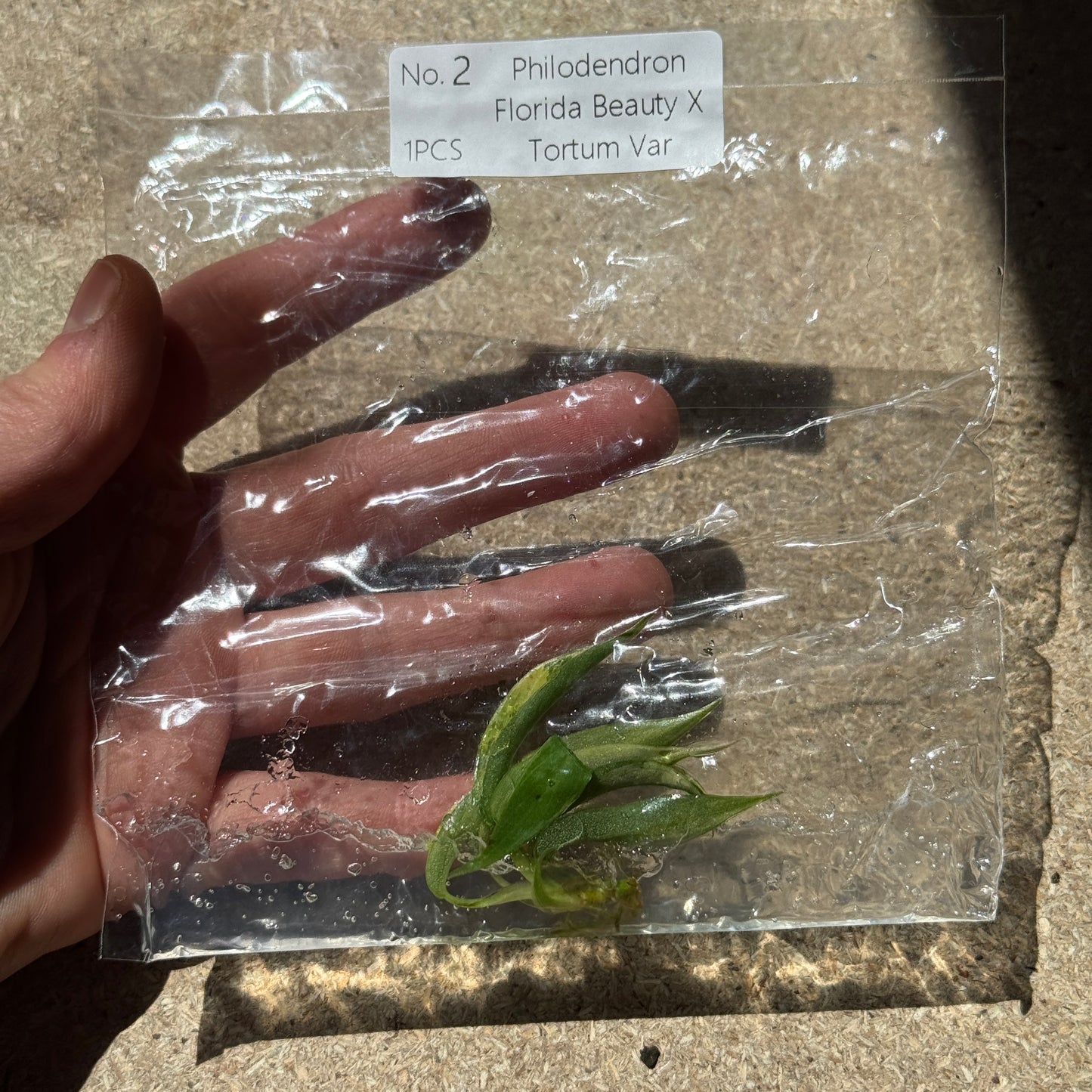 TC Philodendron Florida Beauty X Tortum Var